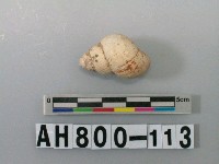 藏品(螺類)的圖片